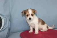 ID # 9768 Female Shorkie, a female Shorkie for sale in Maryville, MO – Photo 2 of 10