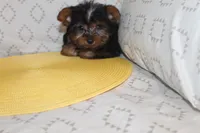 ID # 9852 Tiny Male Yorkie, a male Yorkshire Terrier for sale in Maryville, MO – 6 of 8