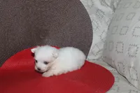 ID # 9857 Small Male Maltese, a male Maltese for sale in Maryville, MO – 10 of 10