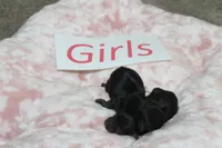 Yorkiepoo Girls, a female Yorkipoo for sale in Maryville, MO – Photo 10 of 10