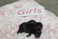 Yorkiepoo Girls, a female Yorkipoo for sale in Maryville, MO – Photo 9 of 10