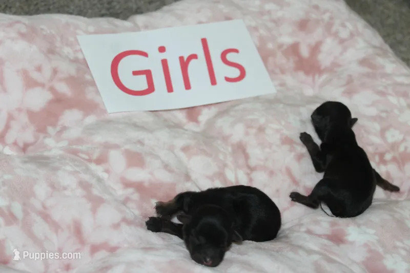 Yorkiepoo Girls