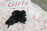 Yorkiepoo Girls, a female Yorkipoo for sale in Maryville, MO – Photo 8 of 10