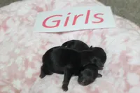 Yorkiepoo Girls, a female Yorkipoo for sale in Maryville, MO – Photo 7 of 10