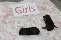 Yorkiepoo Girls, a female Yorkipoo for sale in Maryville, MO – Photo 4 of 10