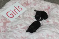 Yorkiepoo Girls, a female Yorkipoo for sale in Maryville, MO – Photo 2 of 10