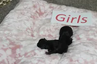 Yorkiepoo Girls, a female Yorkipoo for sale in Maryville, MO – Photo 5 of 10