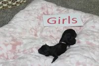 Yorkiepoo Girls, a female Yorkipoo for sale in Maryville, MO – Photo 6 of 10