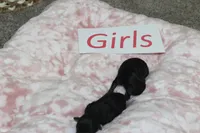 Yorkiepoo Girls, a female Yorkipoo for sale in Maryville, MO – Photo 3 of 10