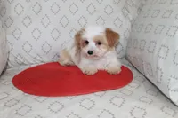 ID # 9207 Small Male Parti Yorkie, a male Yorkshire Terrier for sale in Maryville, MO – 5 of 5