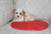 ID # 9207 Small Male Parti Yorkie, a male Yorkshire Terrier for sale in Maryville, MO – 3 of 5