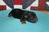 Small Male Yorkie, a male Yorkshire Terrier for sale in Maryville, MO – 3 of 9
