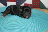 Small Male Yorkie, a male Yorkshire Terrier for sale in Maryville, MO – 4 of 9