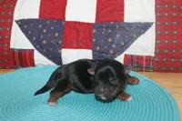 Small Male Yorkie, a male Yorkshire Terrier for sale in Maryville, MO – 6 of 9