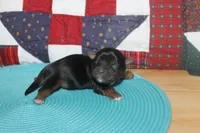 Small Male Yorkie, a male Yorkshire Terrier for sale in Maryville, MO – 7 of 9