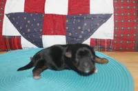 Small Male Yorkie, a male Yorkshire Terrier for sale in Maryville, MO – 9 of 9
