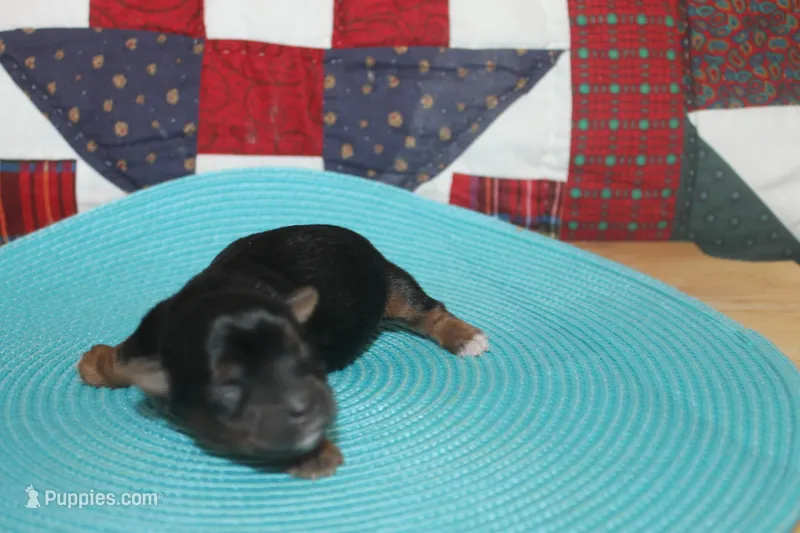 Small Male Yorkie – Yorkshire Terrier puppy for sale in Maryville, MO