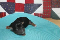 Small Male Yorkie, a male Yorkshire Terrier for sale in Maryville, MO – 1 of 9
