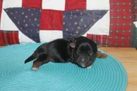 Small Male Yorkie, a male Yorkshire Terrier for sale in Maryville, MO – 8 of 9