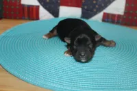 Small Male Yorkie, a male Yorkshire Terrier for sale in Maryville, MO – 2 of 9