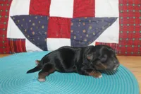 Small Male Yorkie, a male Yorkshire Terrier for sale in Maryville, MO – 5 of 9