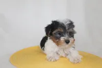 ID # 9196 Female Parti Yorkie, a female Yorkshire Terrier for sale in Maryville, MO – 4 of 5