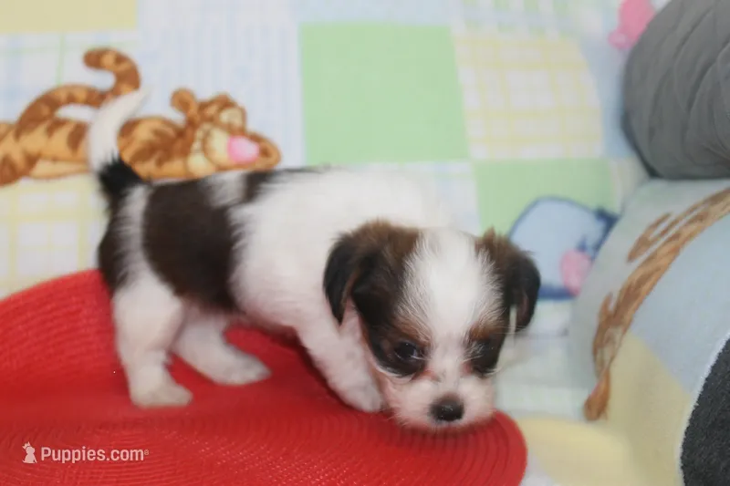 ID # 9844 Female Shorkie – Shorkie puppy for sale in Maryville, MO