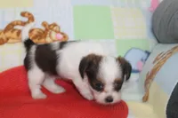 ID # 9844 Female Shorkie, a female Shorkie for sale in Maryville, MO – 1 of 9