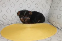 ID # 9852 Tiny Male Yorkie, a male Yorkshire Terrier for sale in Maryville, MO – 4 of 8