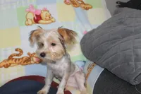 ID # 9200 Small Male Parti Yorkie, a male Yorkshire Terrier for sale in Maryville, MO – 8 of 10