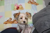 ID # 9200 Small Male Parti Yorkie, a male Yorkshire Terrier for sale in Maryville, MO – 5 of 10
