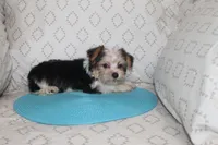 ID # 9200 Small Male Parti Yorkie, a male Yorkshire Terrier for sale in Maryville, MO – 5 of 9