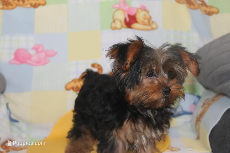 ID # 9855 Small Male Yorkie – Yorkshire Terrier puppy for sale in Maryville, MO