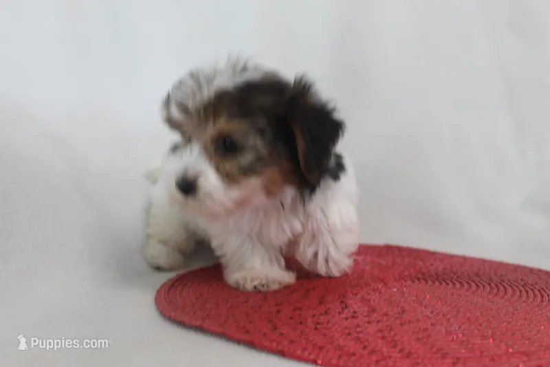 ID # 9186 Female Parti Yorkie – Yorkshire Terrier puppy for sale in Maryville, MO