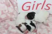 Trixie's Teddy Bear Girls, a female Shichon for sale in Maryville, MO – Photo 3 of 10