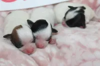 Trixie's Teddy Bear Girls, a female Shichon for sale in Maryville, MO – Photo 5 of 10