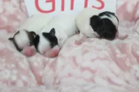 Trixie's Teddy Bear Girls, a female Shichon for sale in Maryville, MO – Photo 6 of 10