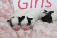 Trixie's Teddy Bear Girls, a female Shichon for sale in Maryville, MO – Photo 9 of 10