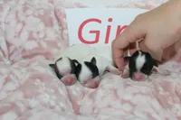 Trixie's Teddy Bear Girls, a female Shichon for sale in Maryville, MO – Photo 1 of 10