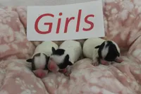 Trixie's Teddy Bear Girls, a female Shichon for sale in Maryville, MO – Photo 10 of 10