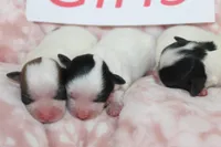 Trixie's Teddy Bear Girls, a female Shichon for sale in Maryville, MO – Photo 8 of 10