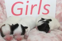 Trixie's Teddy Bear Girls, a female Shichon for sale in Maryville, MO – Photo 7 of 10