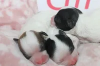 Trixie's Teddy Bear Girls, a female Shichon for sale in Maryville, MO – Photo 2 of 10