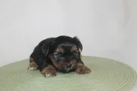 ID # 9855 Small Male Yorkie, a male Yorkshire Terrier for sale in Maryville, MO – 4 of 8