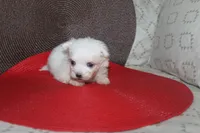 ID # 9857 Small Male Maltese, a male Maltese for sale in Maryville, MO – 3 of 10