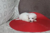 ID # 9857 Small Male Maltese, a male Maltese for sale in Maryville, MO – 5 of 10