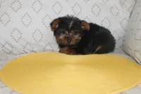 ID # 9852 Tiny Male Yorkie, a male Yorkshire Terrier for sale in Maryville, MO – 5 of 8