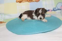 ID # 9836 Male Parti Yorkie, a male Yorkshire Terrier for sale in Maryville, MO – 3 of 7