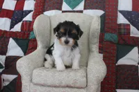 ID E 9208 Male Parti Yorkie, a male Yorkshire Terrier for sale in Maryville, MO – 3 of 7