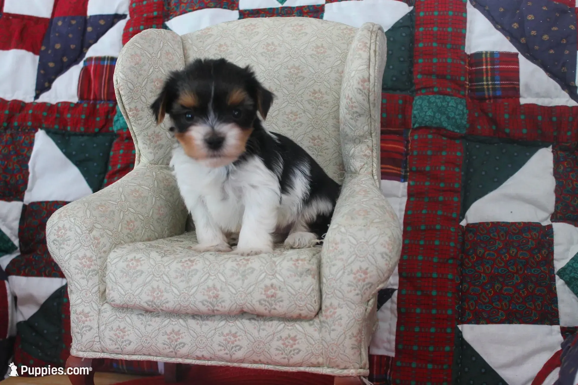 ID E 9208 Small Male Parti Yorkie, a male Yorkshire Terrier for sale in Maryville, MO – 7 of 9